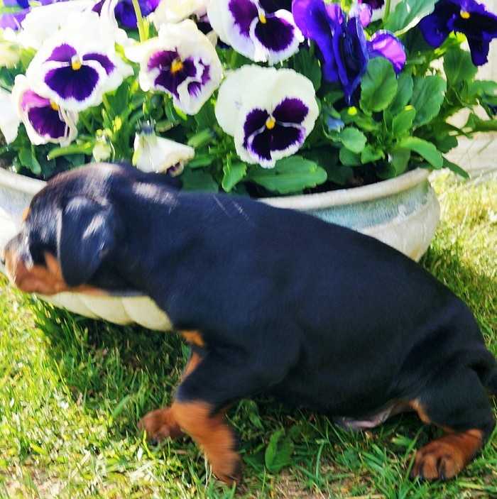 Pinscher * Xélanc Young Yamico 5 veckor